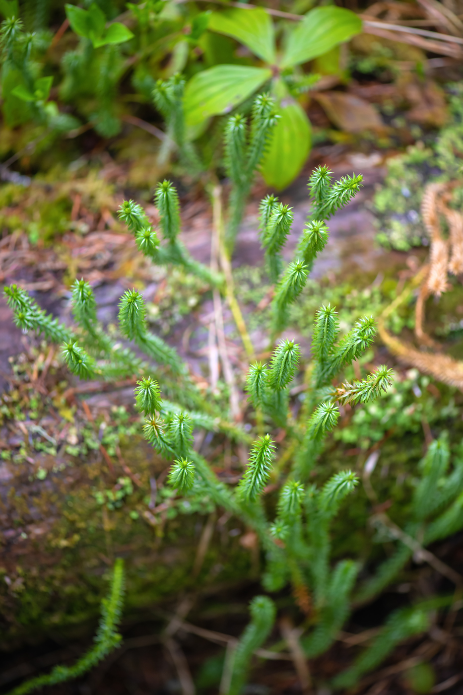 Изображение особи Huperzia serrata.