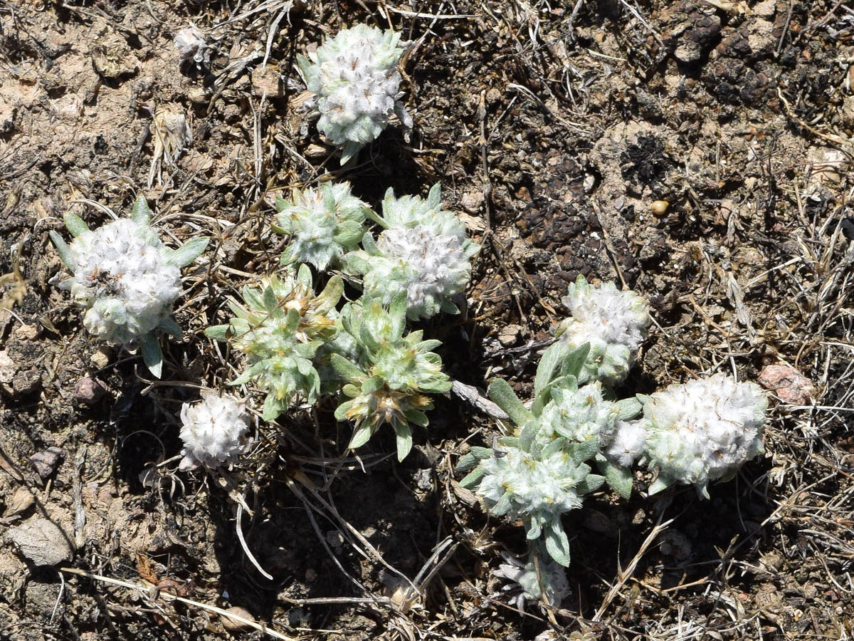 Image of Filago pyramidata specimen.