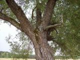 Salix euxina