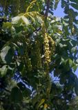 Pterocarya fraxinifolia. Часть побега с соплодиями. Большой Кавказ, Черноморское побережье, басс. р. Шахе, окр. пос. Головинка. 25.06.2002.