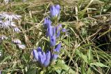 Gentiana scabra