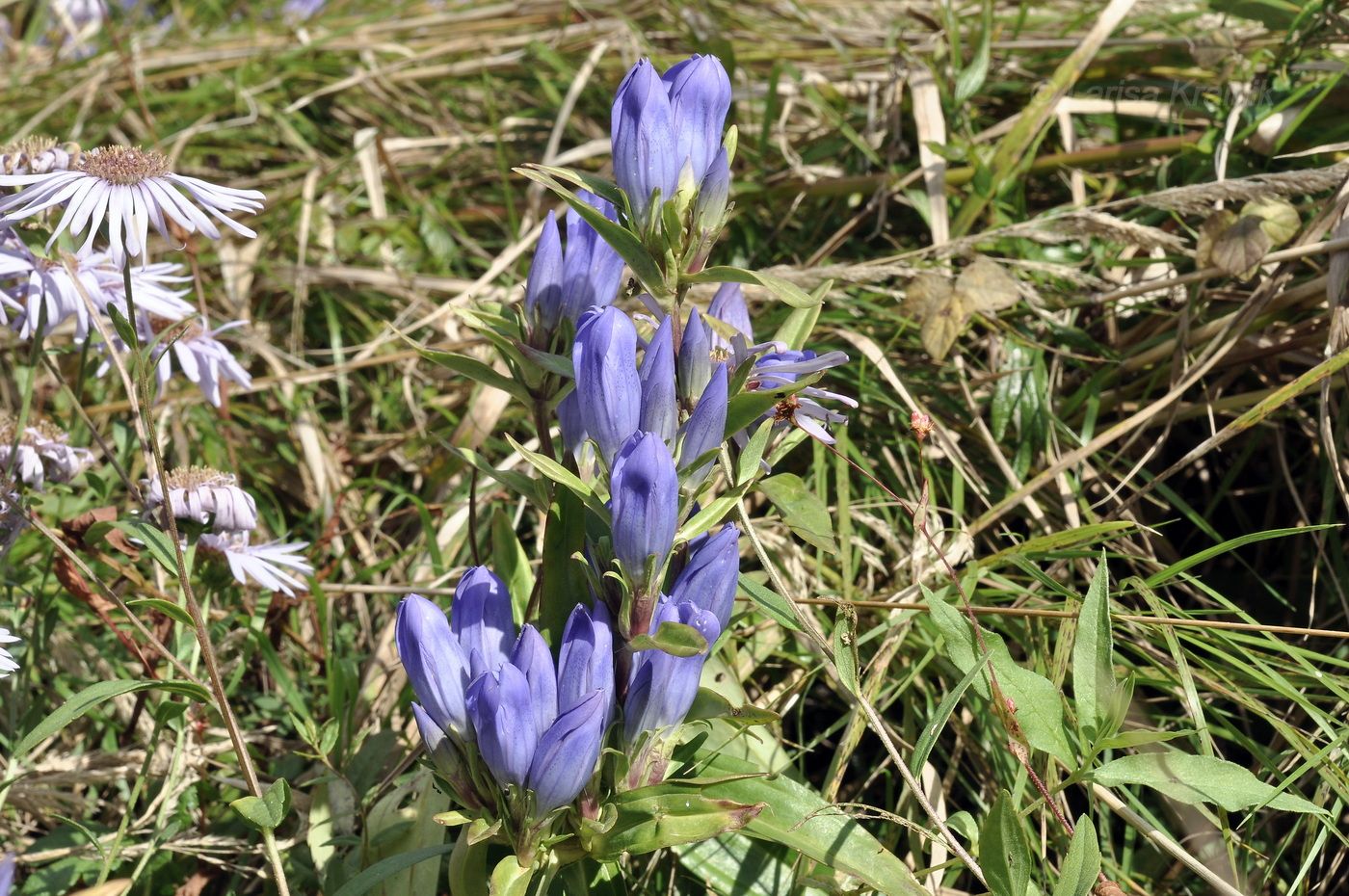 Изображение особи Gentiana scabra.