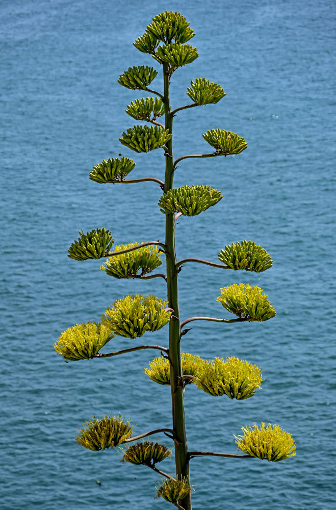 Изображение особи Agave americana.