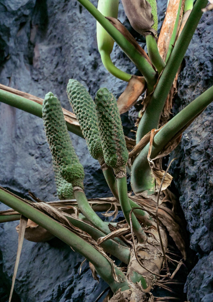 Изображение особи Monstera deliciosa.