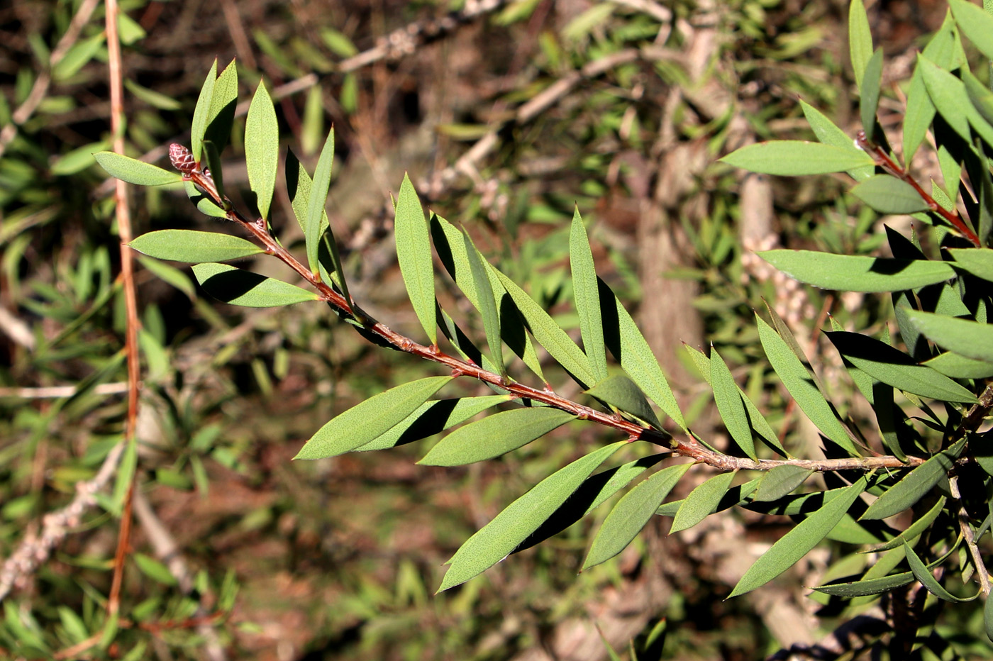 Image of Callistemon salignus specimen.