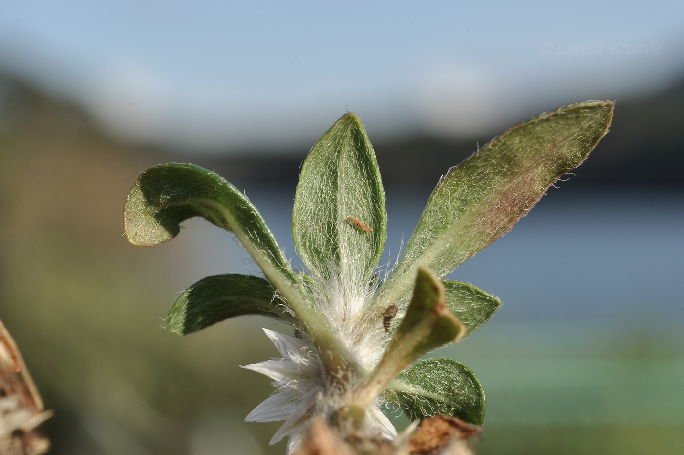 Изображение особи род Alternanthera.