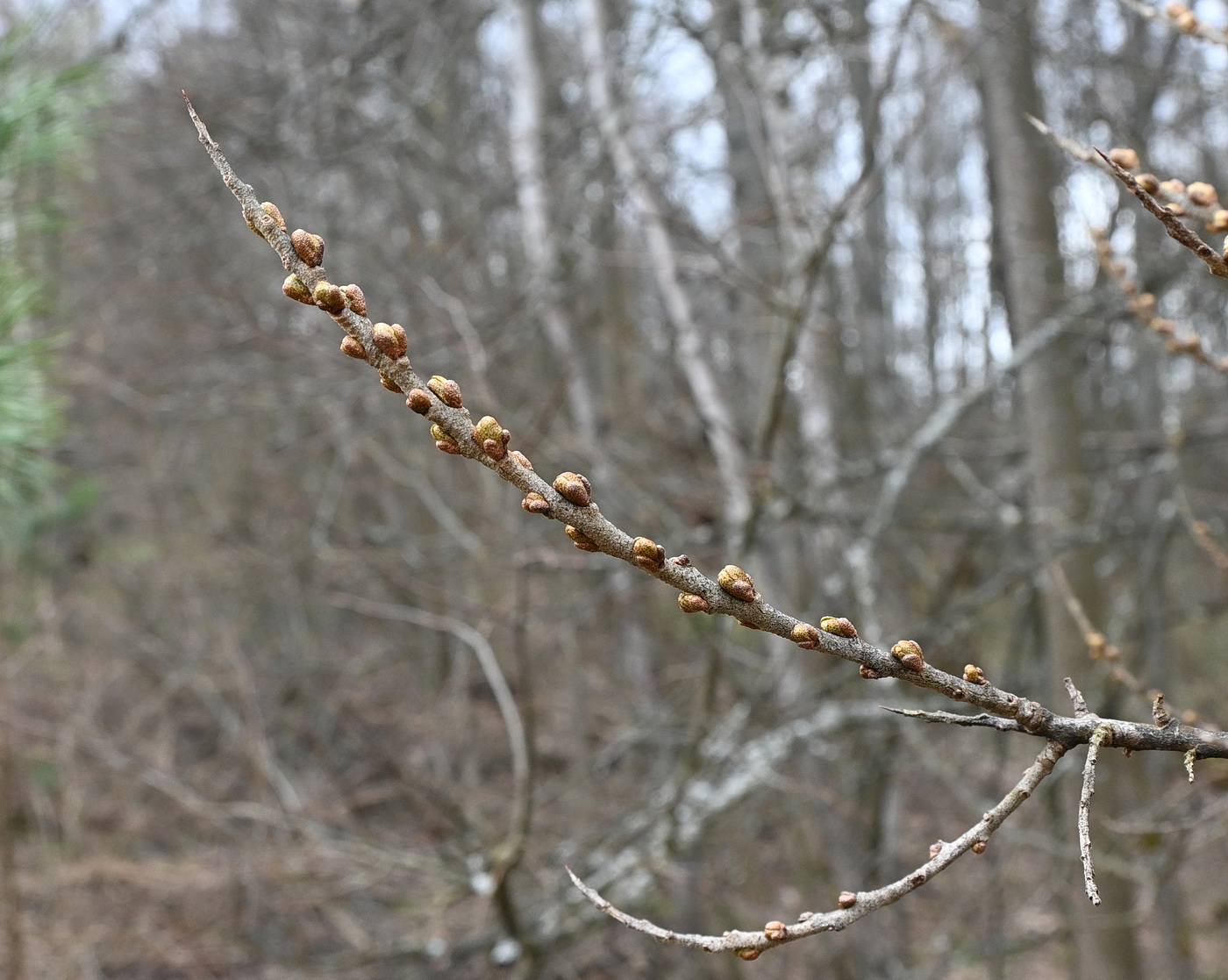 Image of Hippophae rhamnoides specimen.