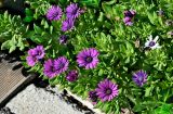 Osteospermum fruticosum