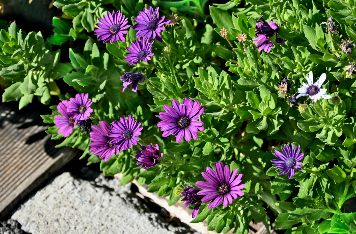 Image of Osteospermum fruticosum specimen.