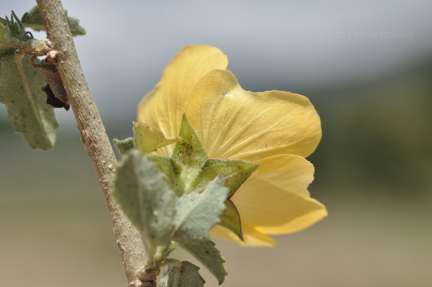 Image of familia Malvaceae specimen.