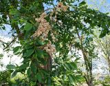 Ulmus pumila. Часть ветви с плодами. Волгоград, ул. Городовикова, озеленение. 15.05.2026.
