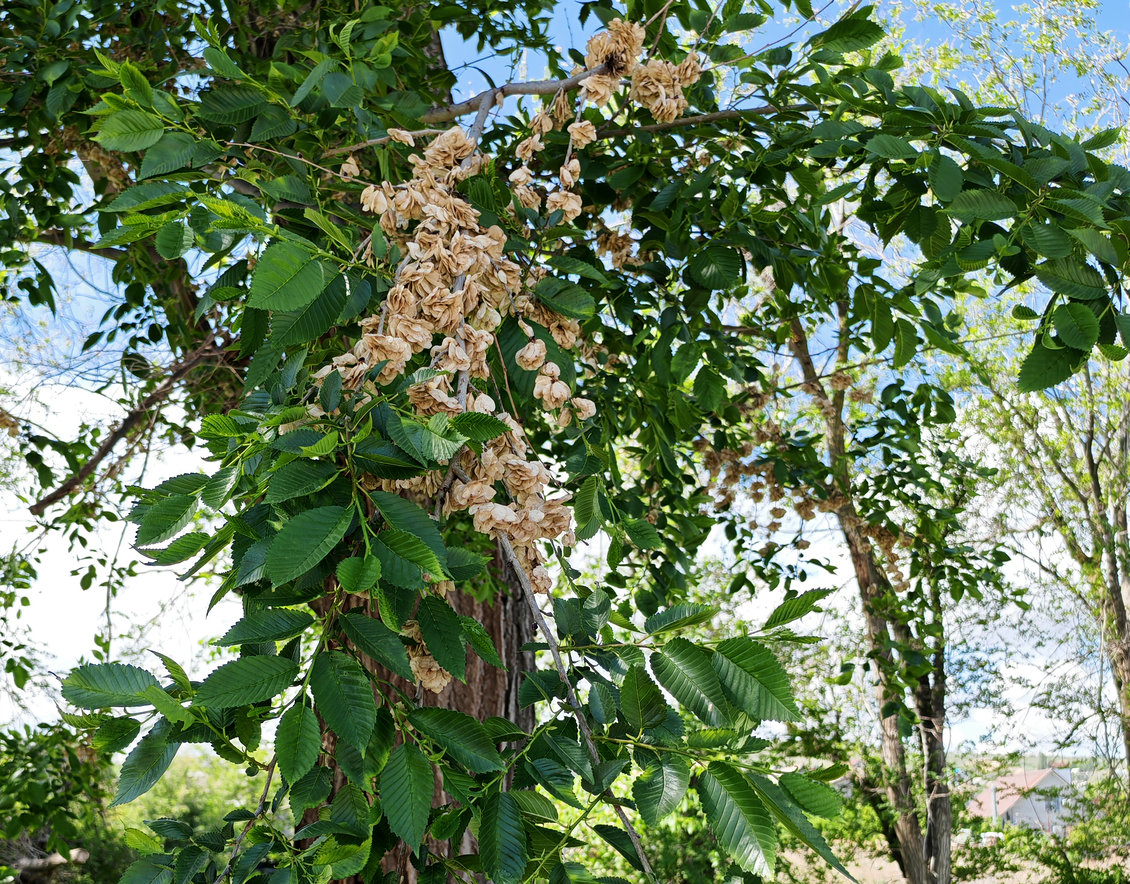 Image of Ulmus pumila specimen.