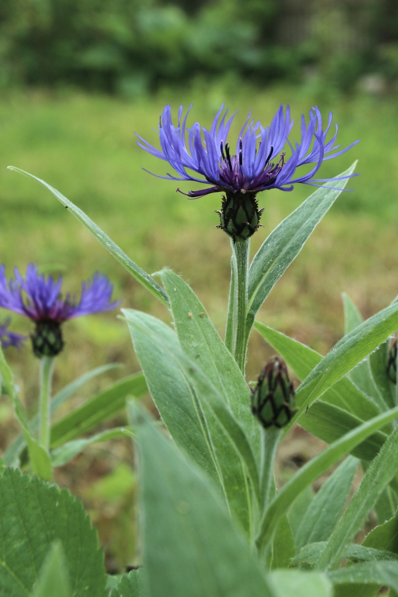 Image of Centaurea montana specimen.