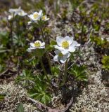 Anemonastrum sibiricum
