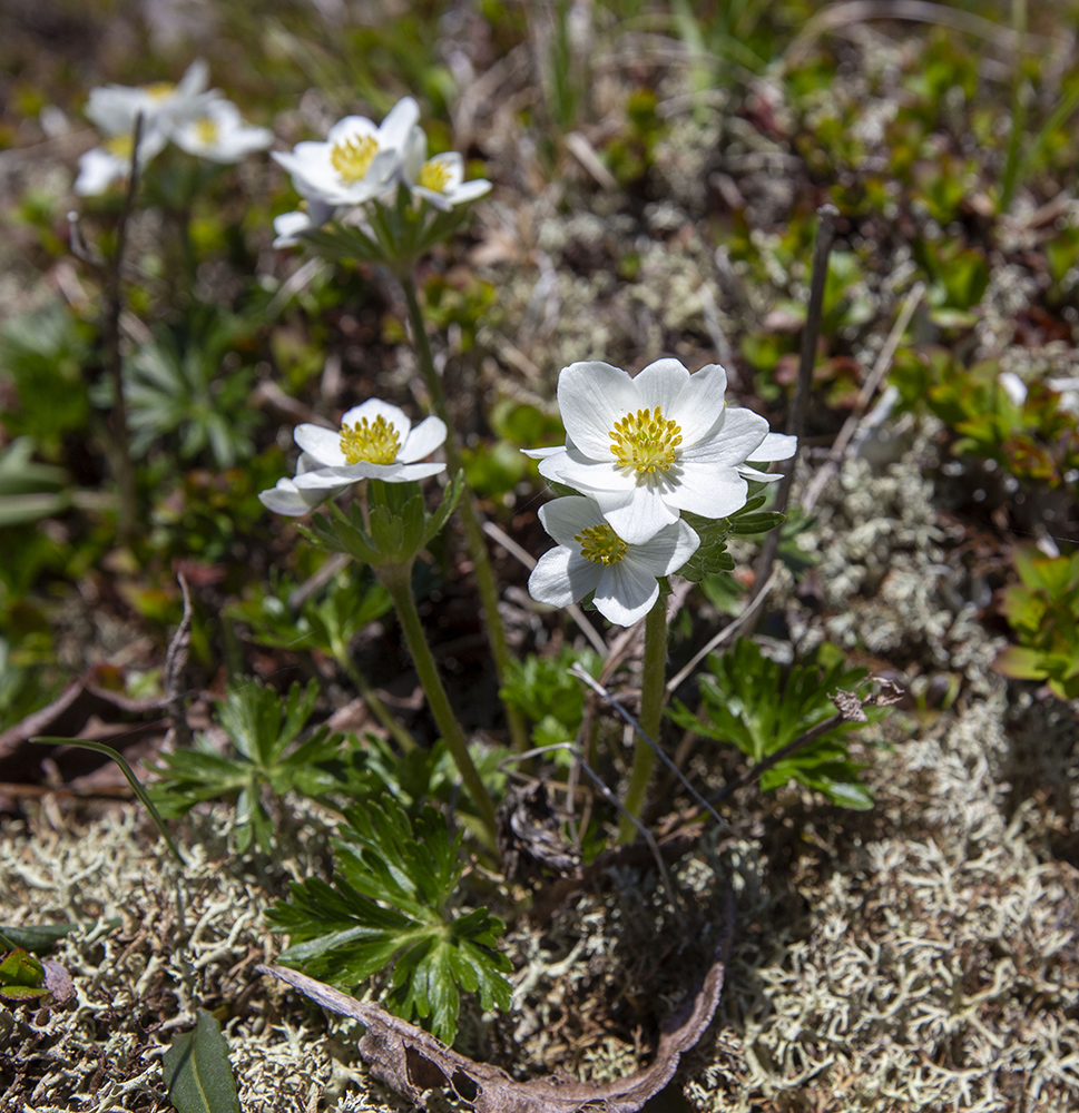 Изображение особи Anemonastrum sibiricum.