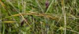 род Stipa