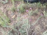 Astragalus temirensis