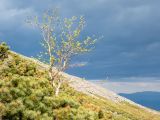 Betula lanata