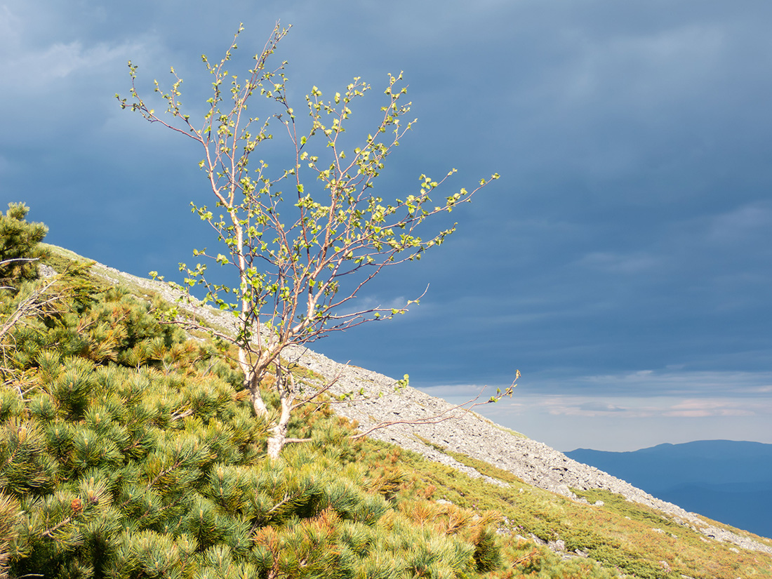 Изображение особи Betula lanata.