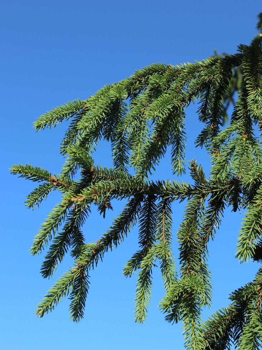 Изображение особи Picea abies.