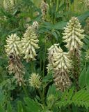 Astragalus uliginosus. Верхушки цветущих побегов со шмелём. Хабаровский край, г. Комсомольск-на-Амуре, берег р. Амур (Совхозная протока). 18.06.2026.