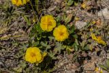 Helianthemum nummularium. Цветущие растения. Кабардино-Балкария, Чегемский р-н, дол. р. Чегем, окр. т/б \"Башиль\", склон пика Турист, ≈ 2500 м н.у.м., каменистый склон. 03.08.2026.