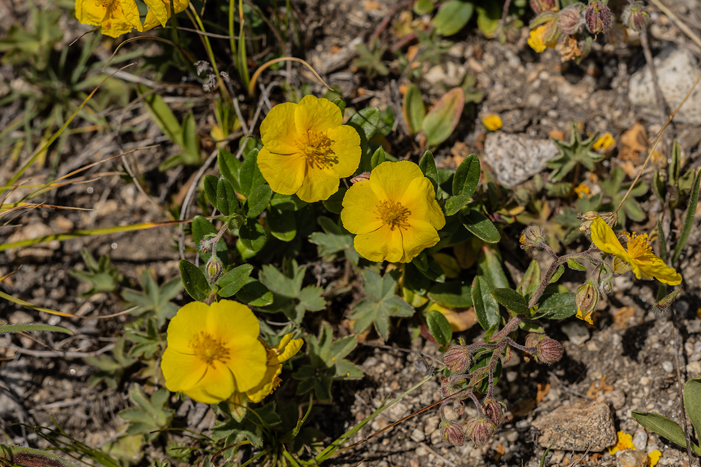 Изображение особи Helianthemum nummularium.