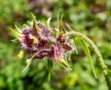 Humulopsis scandens. Верхушка побега с соплодием. Приморский край, г. Спасск-Дальний, городской парк, заросли. 16.09.2026.