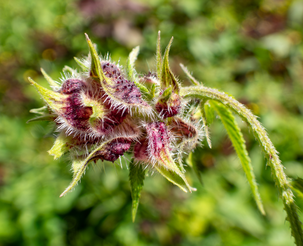 Изображение особи Humulopsis scandens.