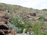 Sterigmostemum violaceum. Цветущее растение. Казахстан, Восточно-Казахстанская обл., Маркакольский р-н, предгорья массива Шилик, каменистые осыпи. 05.05.2025.
