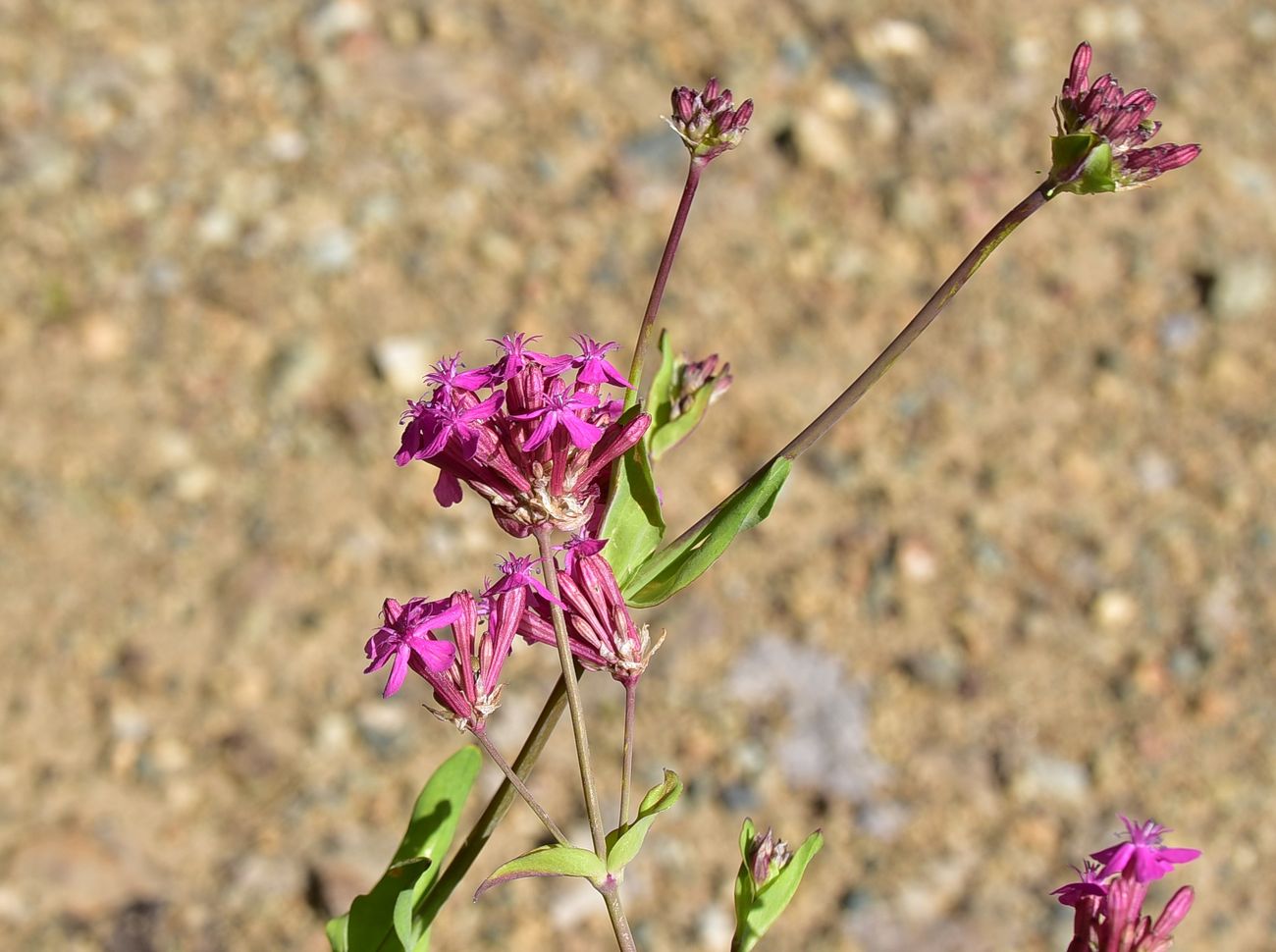 Image of Silene compacta specimen.