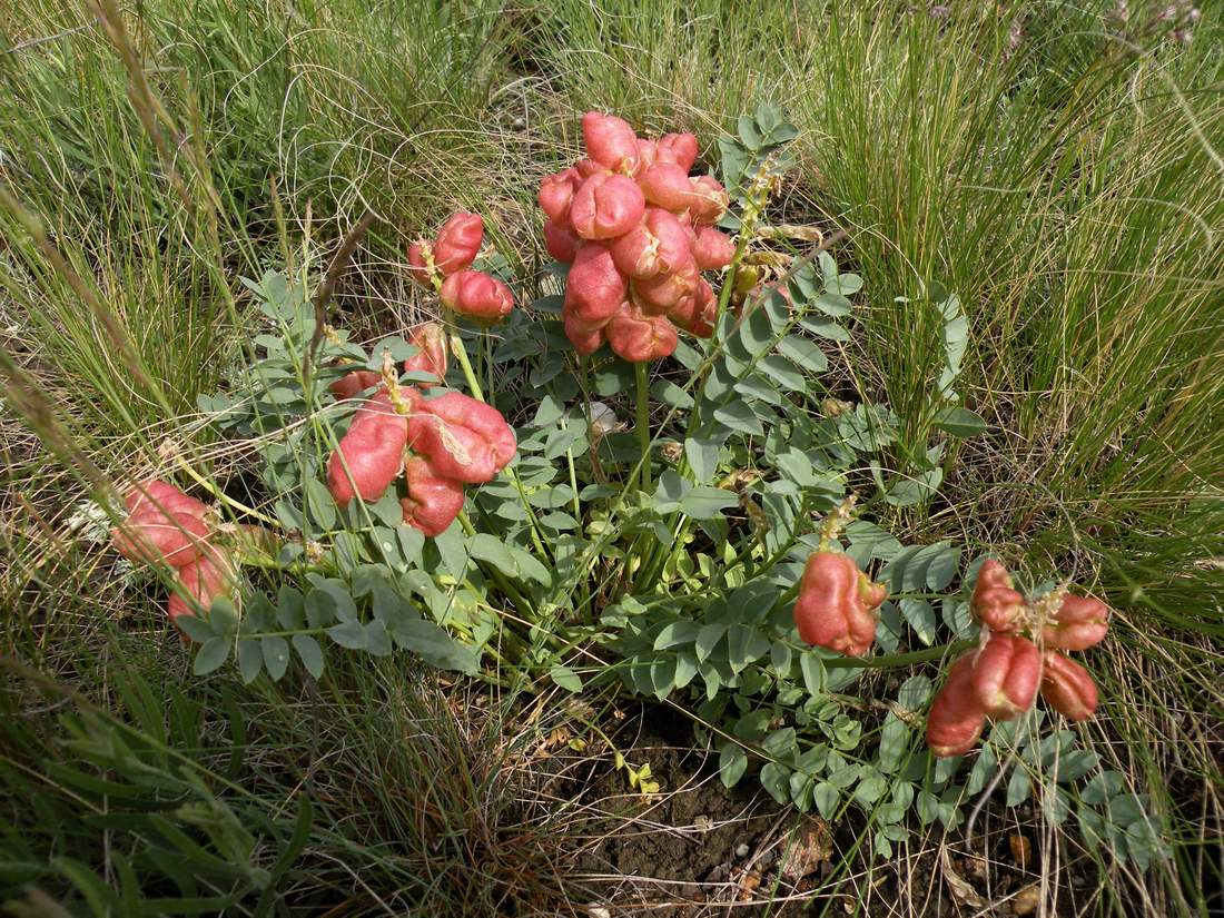 Image of Astragalus physocarpus specimen.