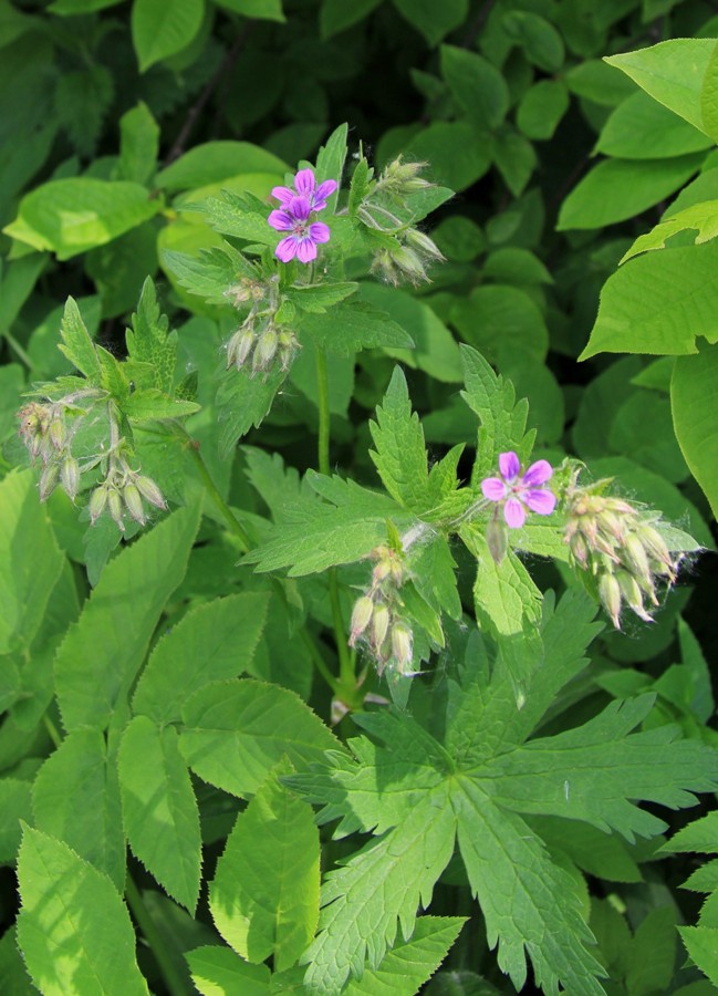 Image of Geranium sylvaticum specimen.