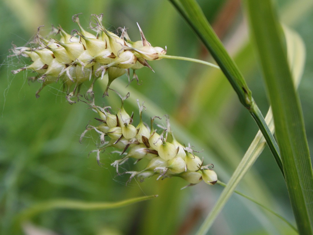 Image of Carex vesicaria specimen.