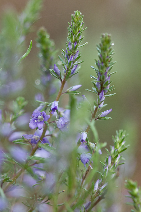 Image of Veronica jacquinii specimen.