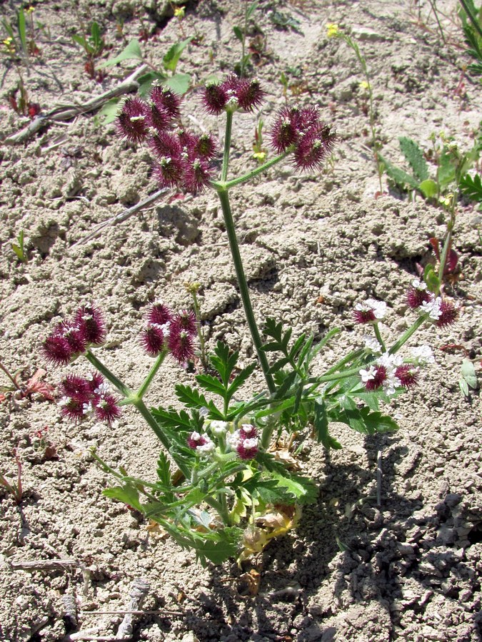 Image of Turgenia latifolia specimen.