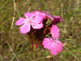 Dianthus capitatus. Соцветие. Крым, ЮБК, пгт Кацивели. 28.06.2011.