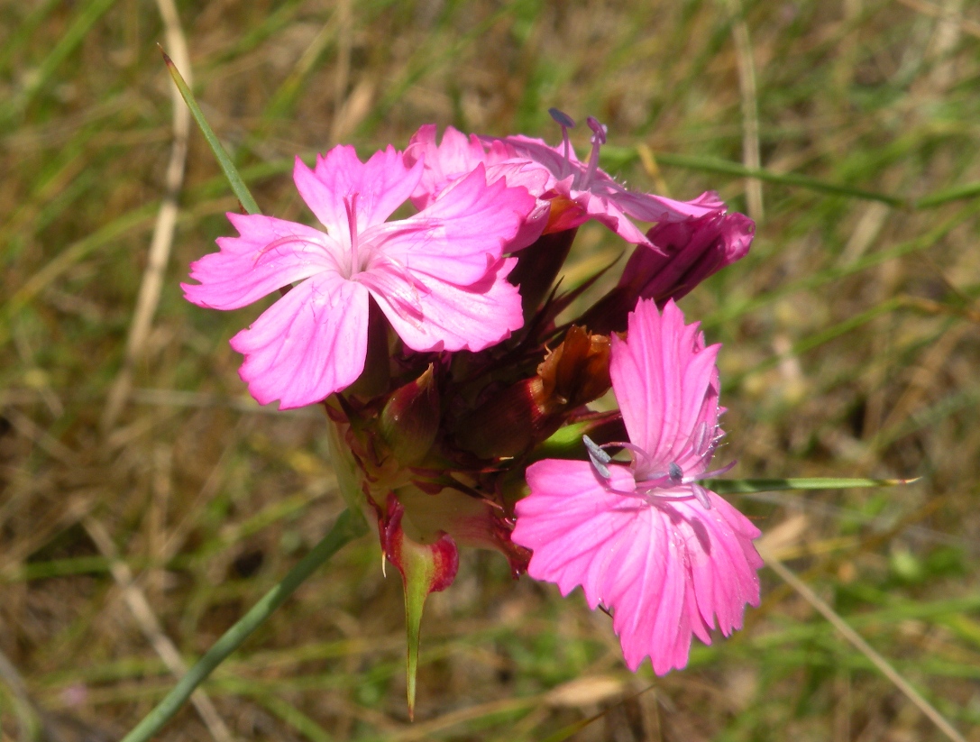 Image of Dianthus capitatus specimen.