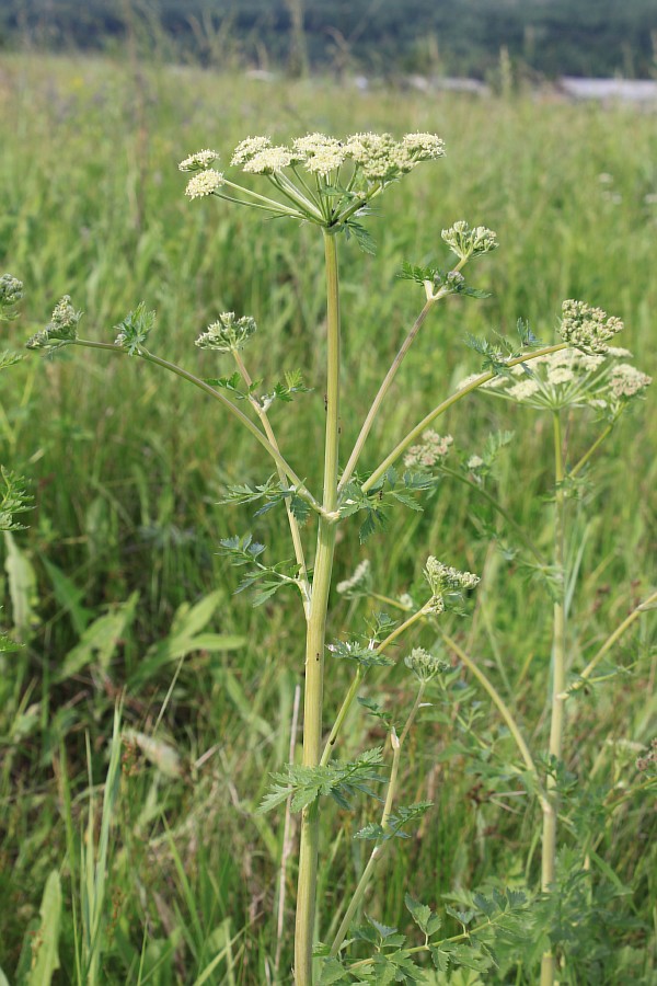 Image of Seseli libanotis specimen.