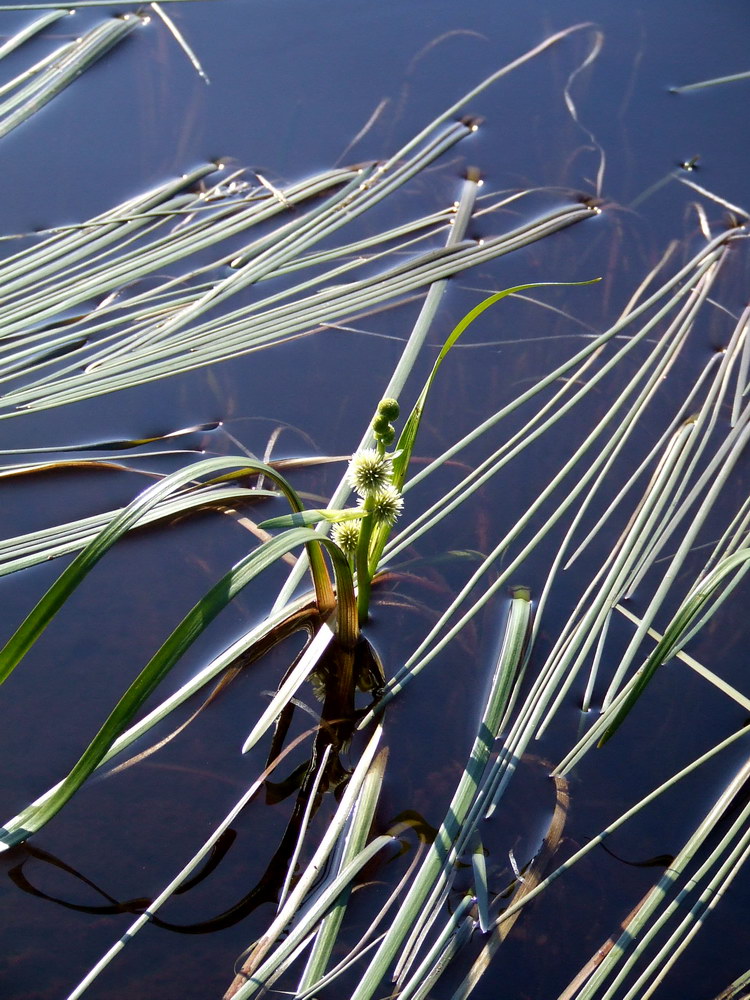 Image of Sparganium angustifolium specimen.