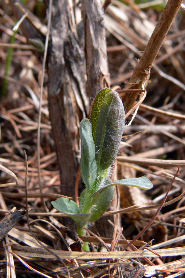 Image of Lonicera &times; subarctica specimen.