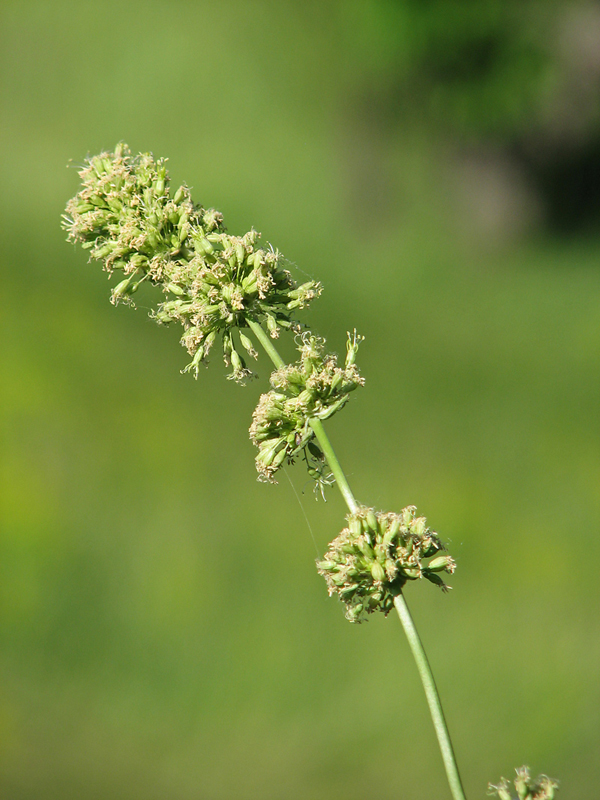 Image of Silene artemisetorum specimen.