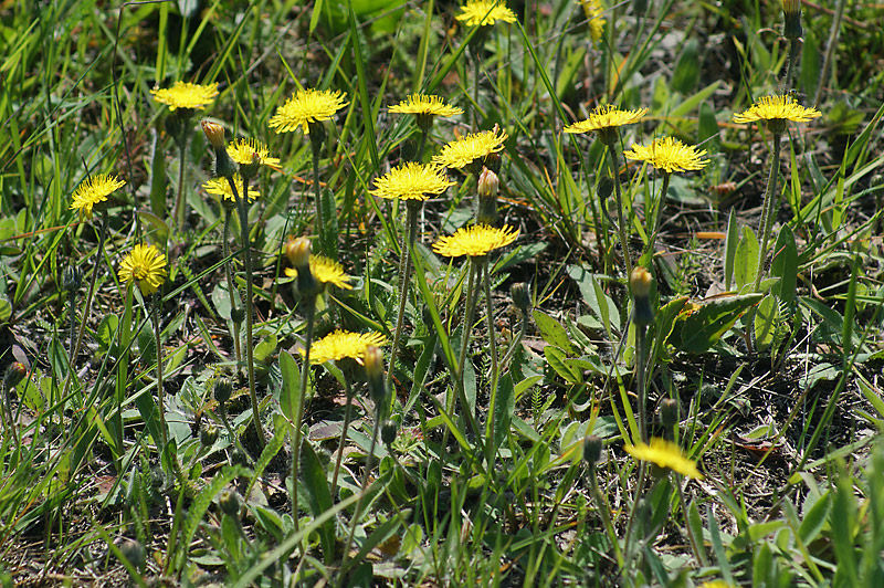 Изображение особи Pilosella officinarum.