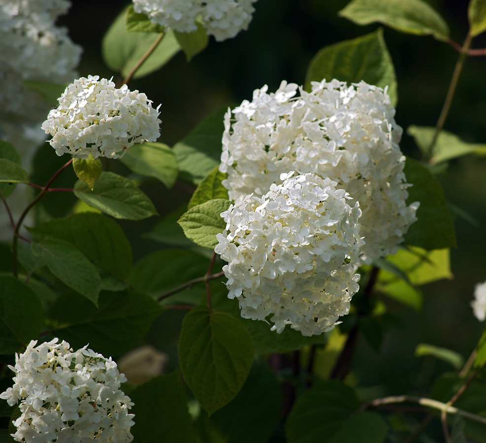 Изображение особи Hydrangea arborescens.