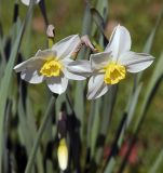 genus Narcissus. Цветки. Московская обл., Раменский р-н, окр. дер. Хрипань, садовый участок. 09.05.2011.