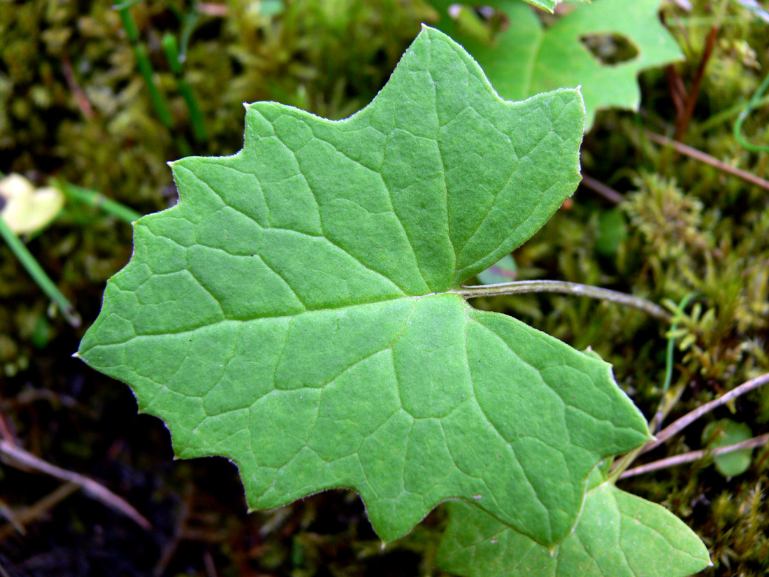 Image of Petasites frigidus specimen.