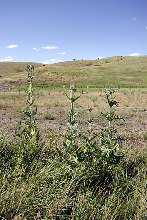 Image of Dipsacus laciniatus specimen.