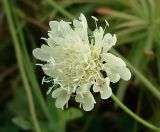 Scabiosa ochroleuca. Соцветие. Ростовская обл., Азовский р-н, с. Кугей, склон балки. 16.08.2011.