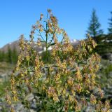 род Thalictrum. Верхушка цветущего растения. Полярный Урал, долина Хойлы, горный склон. 28.07.2011.