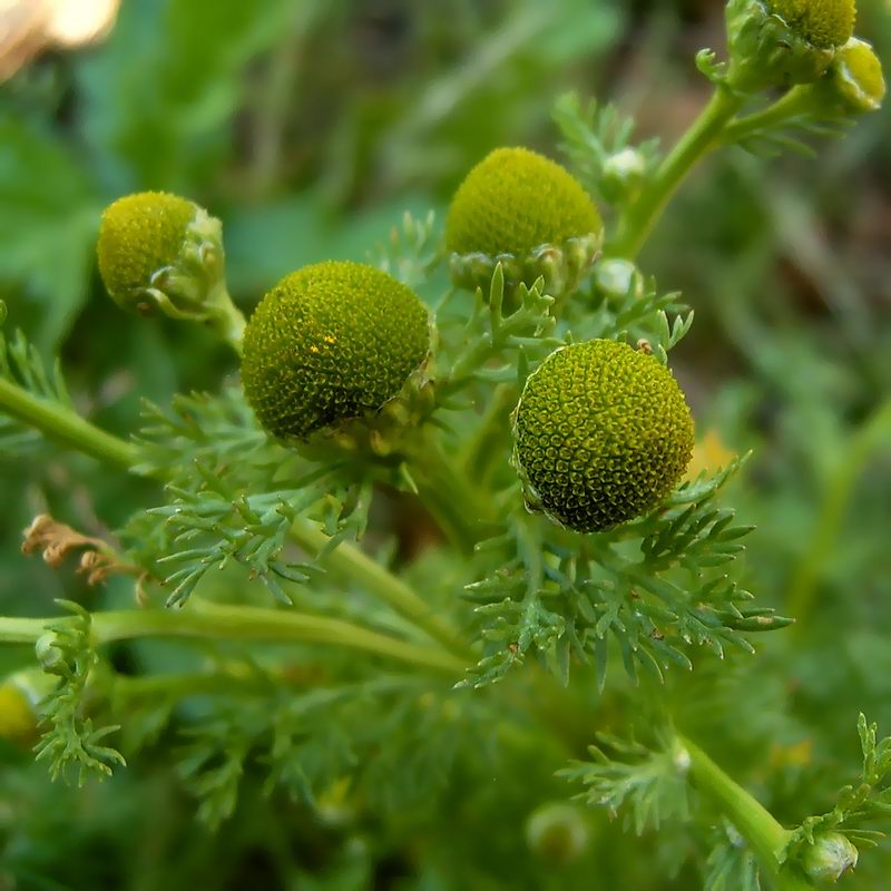 Изображение особи Matricaria discoidea.